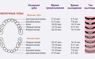 Молочные зубы у ребенка: когда прорезываются и сколько их должно быть